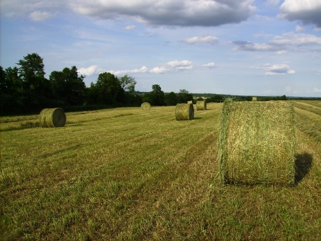 Rolled Hay 3