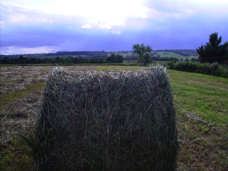 Rolled Hay 2